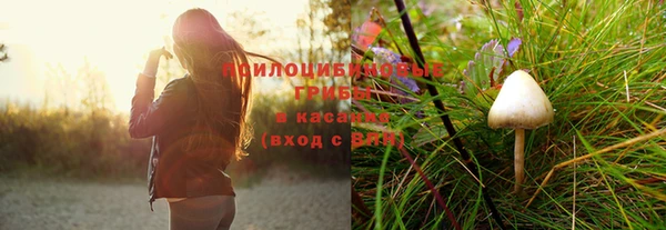 шишки Арсеньев